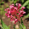 Centranthus ruber -- Rote Spornblume